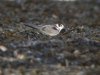 Black Tern at Southend Seafront (Steve Arlow) (112228 bytes)